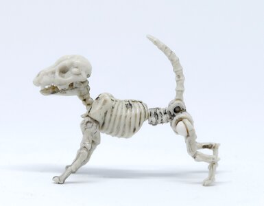 Danger science animal