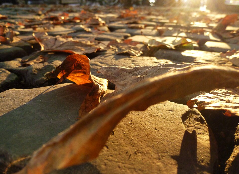 Autumn leaf leaves photo