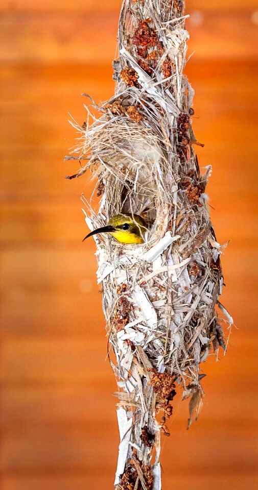Nest birds nest closeup