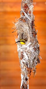 Nest birds nest closeup photo