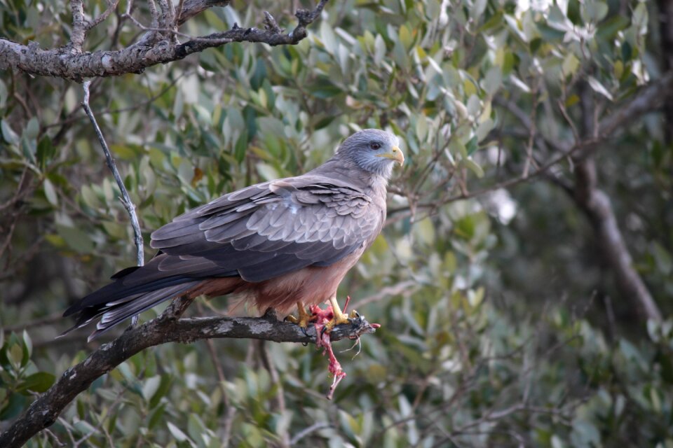 Nature wildlife raptor