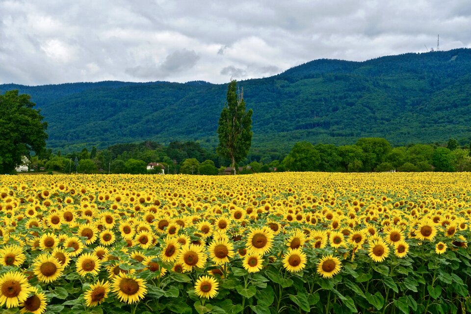 Agriculture summer rural