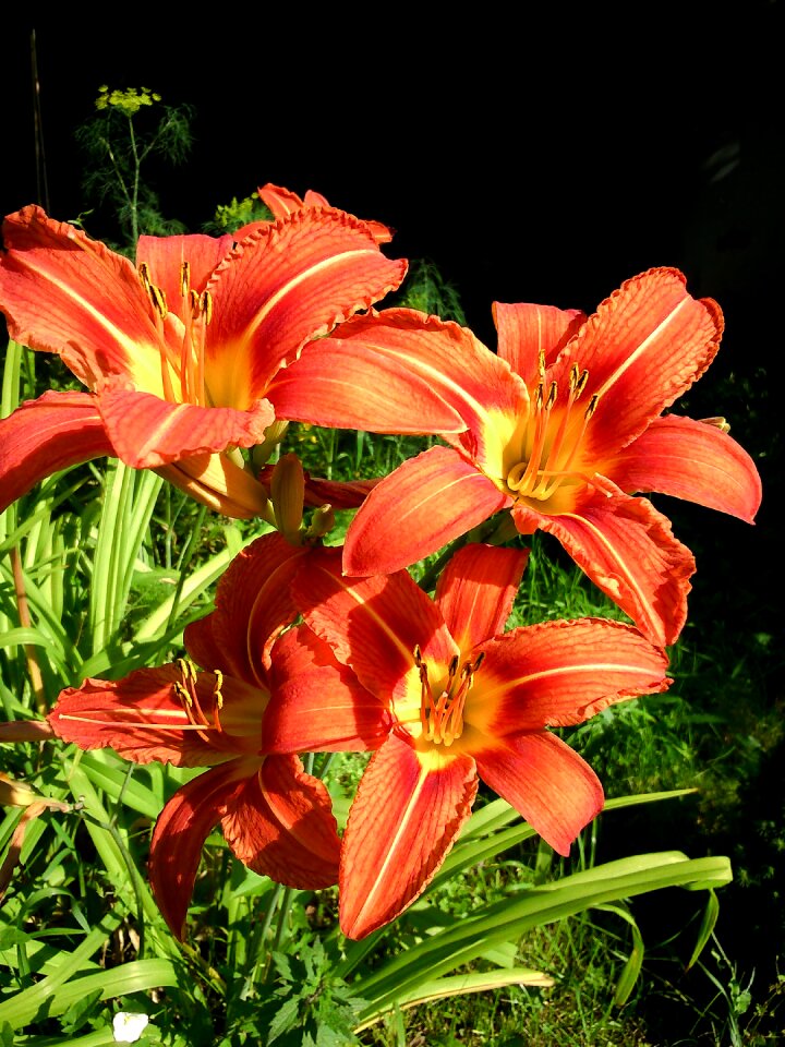 Orange beautiful flowers flowers