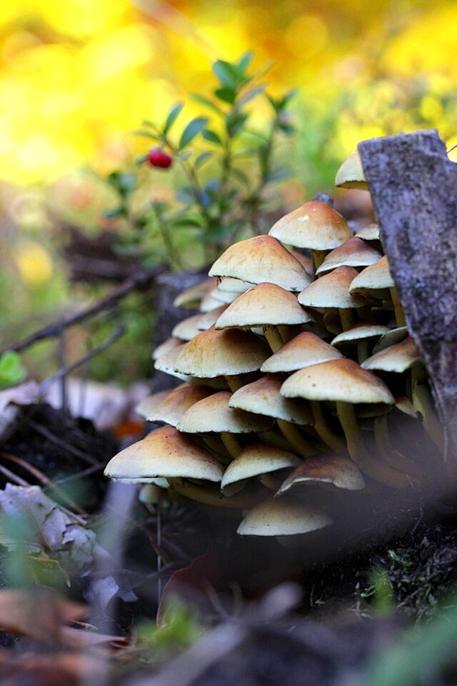 Wood tree stump fall color