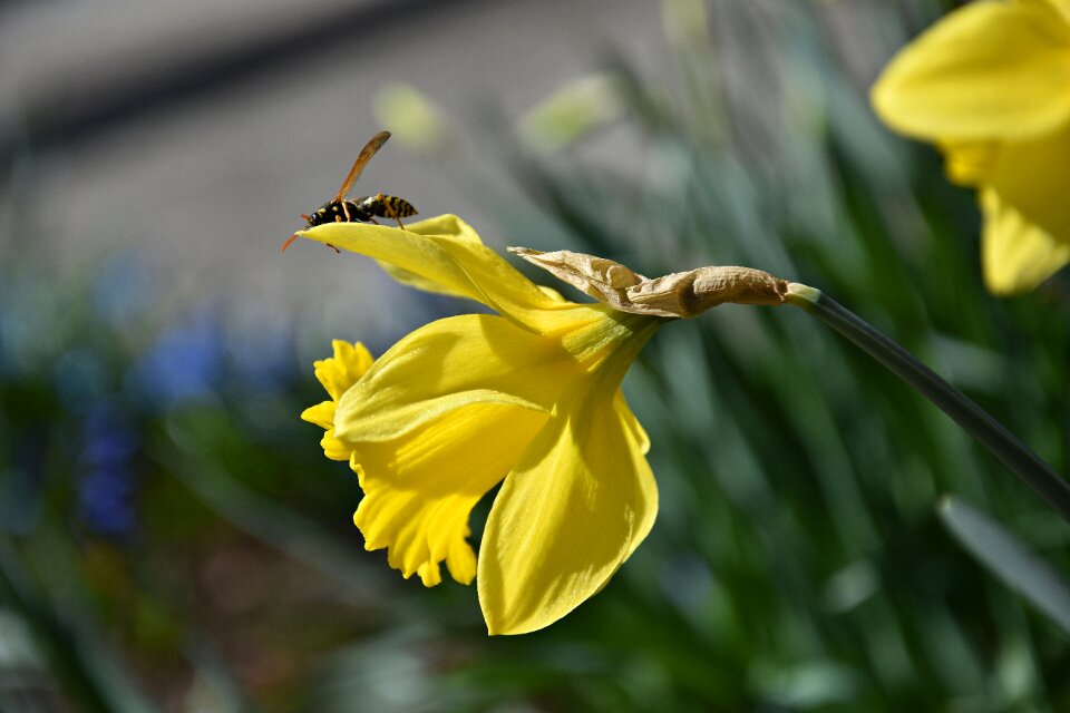 Flower leaf garden