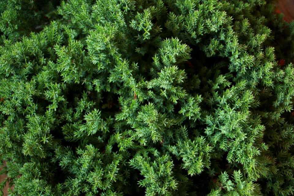 Spice aromatic juniper
