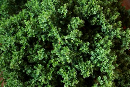 Spice aromatic juniper