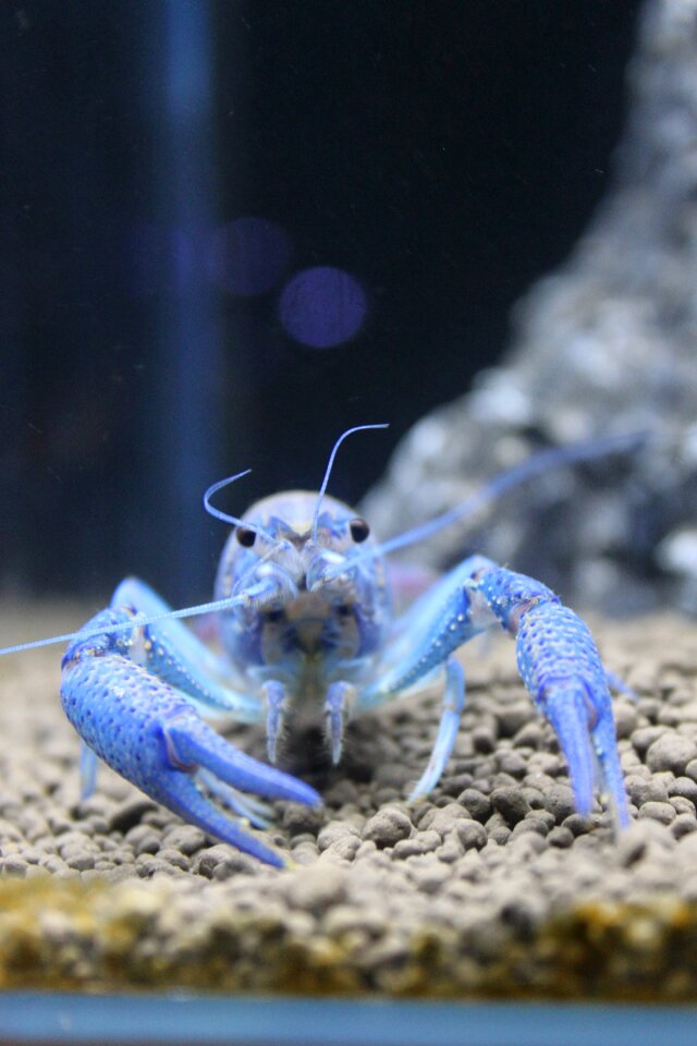 Aquarium close-up blue devils shrimp