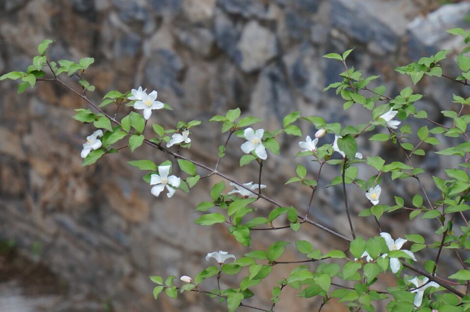 A small spike of flowers wild flowers flower