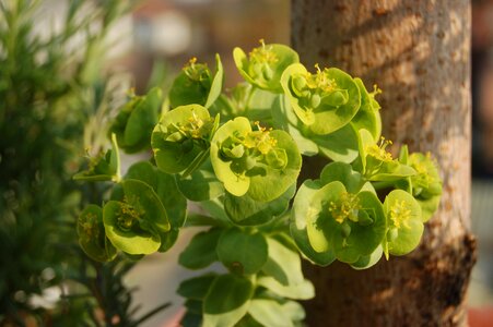 Fat plants crassulacea nature