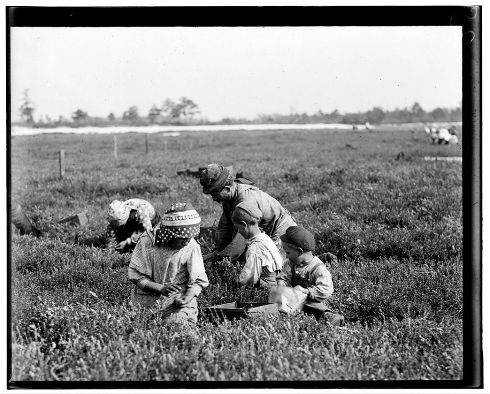 Arnao family, 831 Catherine St., Rear -2. Whole family works. Jo. Is 3 years old. Boy is 6 years old, Girl is 9 years old. We found this family, children and all working on Hichens farm, LOC nclc.05302