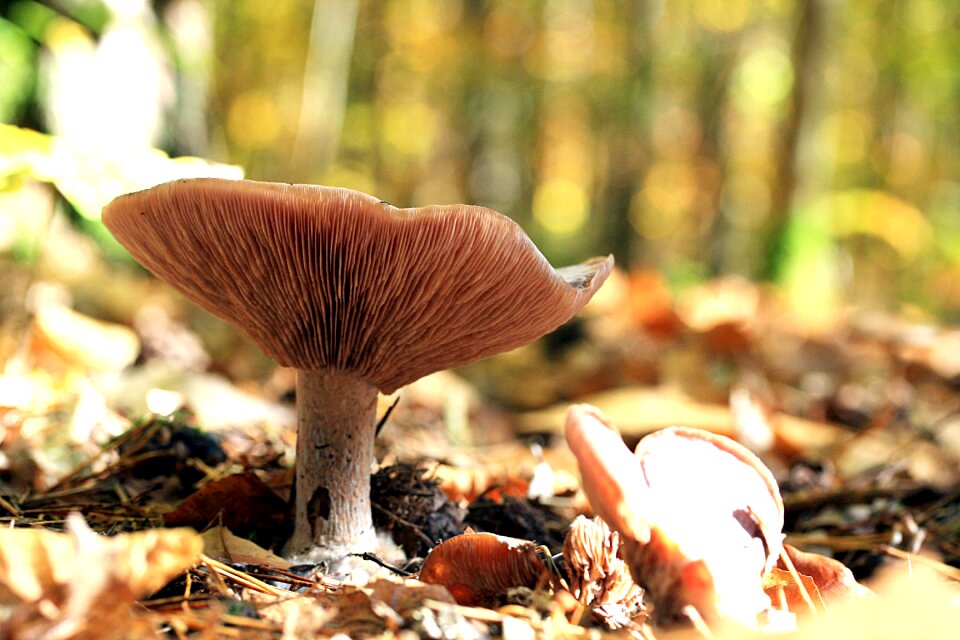 Forest golden autumn forestry