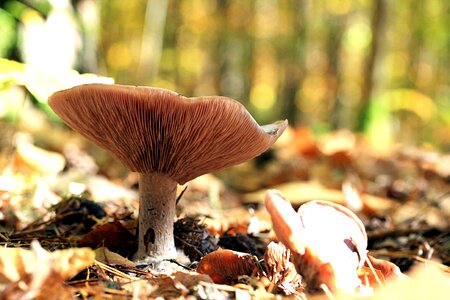 Forest golden autumn forestry