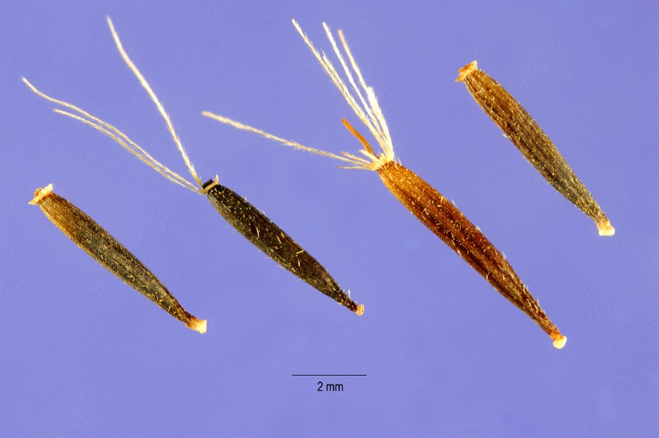 Arnica mollis seeds ARS
