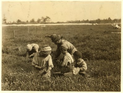 Arnao family, 831 Catherine St., Rear -2. Whole family works. Jo. Is 3 years old. Boy is 6 years old, Girl is 9 years old. We found this family, children and all working on Hichens farm, LOC nclc.05302 photo