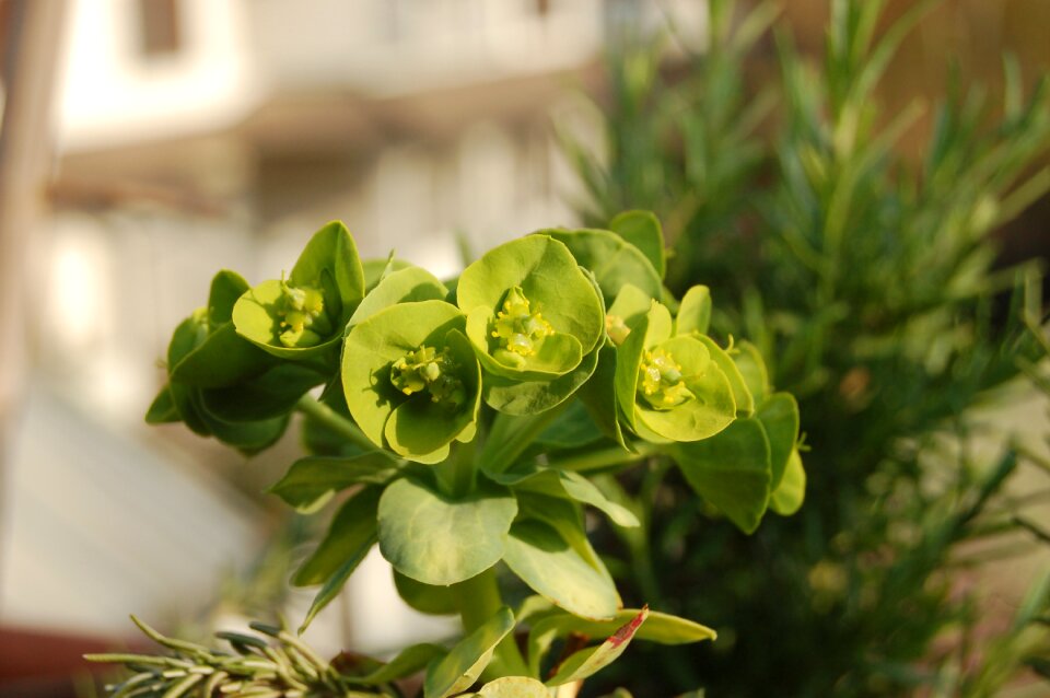 Crassulacea succulent plant nature