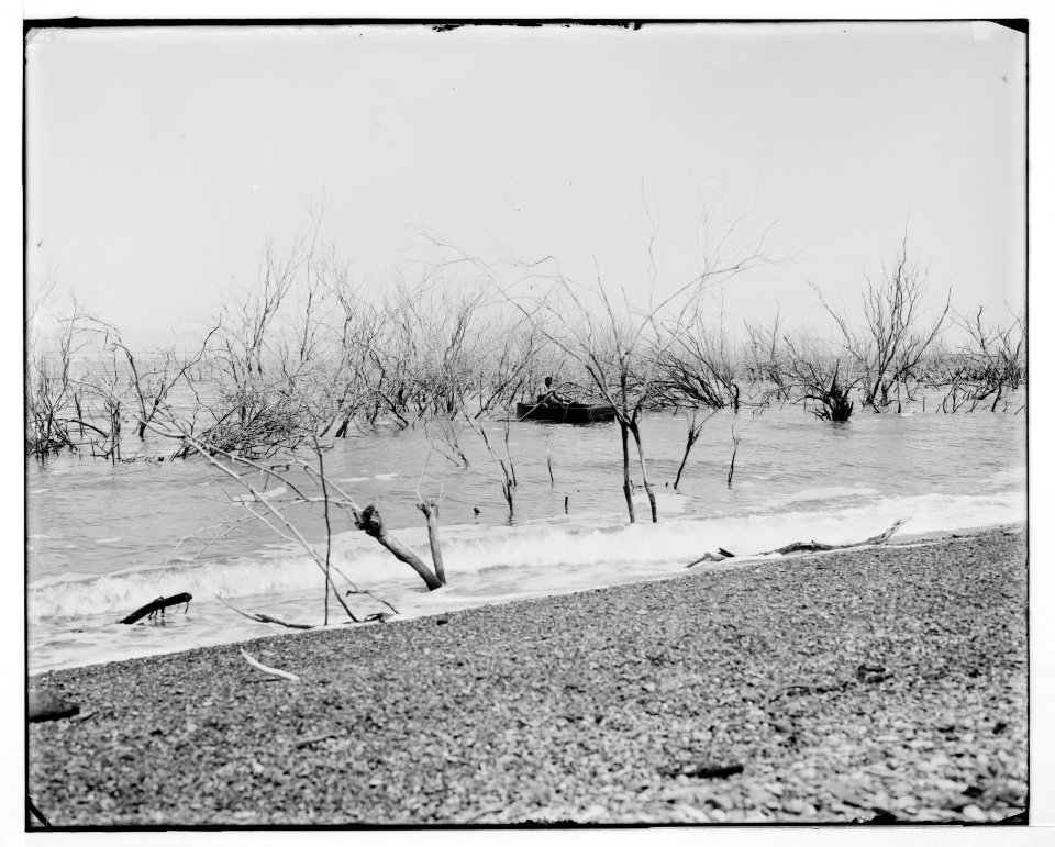 Around the Dead Sea (Bahr Lut). Submerged forest at Ghor El Mazraa LOC matpc.07370