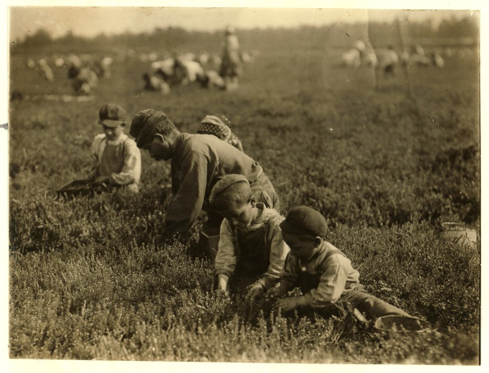 Arnao family, 831 Catherine St., Rear - 2. Whole family works. Jo. Is 3 years old, Boy is 6 years old, Girl is 9 years old. We found this family, children and all working on Hichens farm, LOC nclc.05301