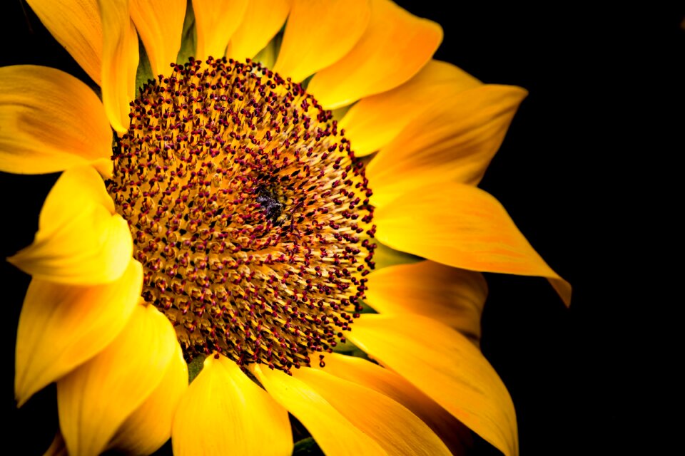 Petal sunflower close-up