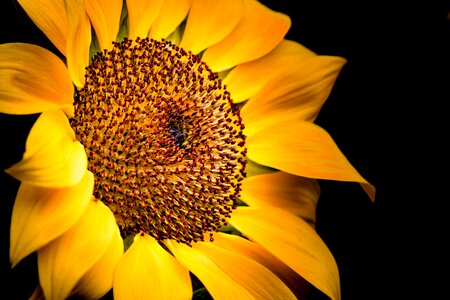 Petal sunflower close-up photo