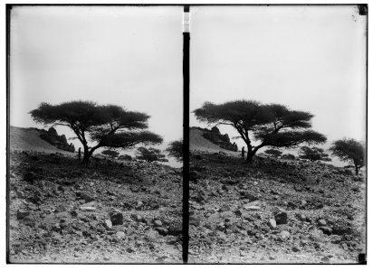 Around the Dead Sea. Grove of shittim trees at 'Ain Jiddy LOC matpc.01756