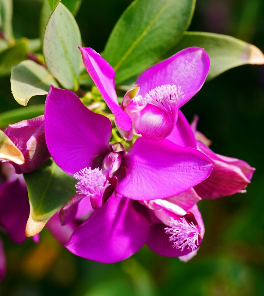 Dry ground plant flower plant