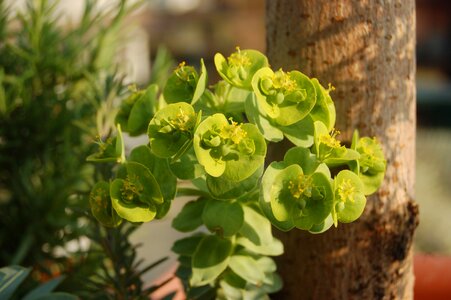 Euphorbia spring succulent plant photo