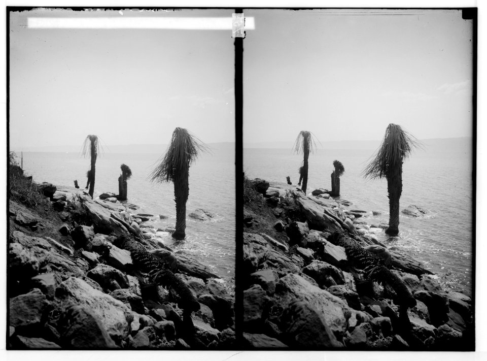 Around the Dead Sea. Palm trees killed by the waters of the Dead Sea LOC matpc.01812