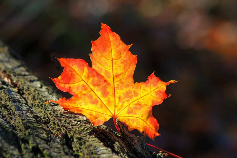 Tree tree bark season