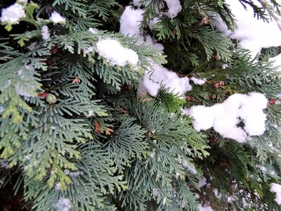Conifer snowy branch photo