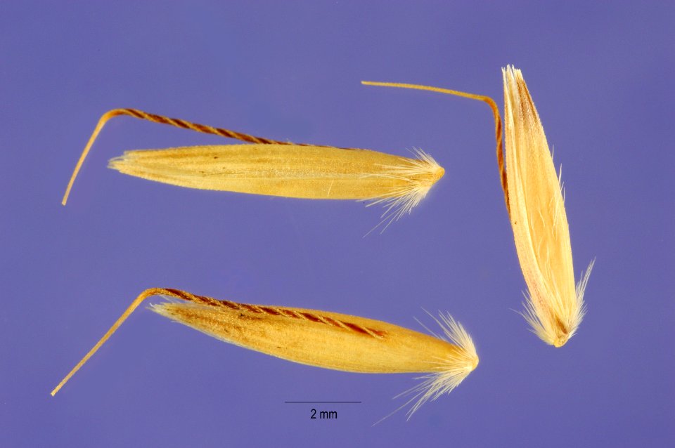 Arrhenatherumelatius