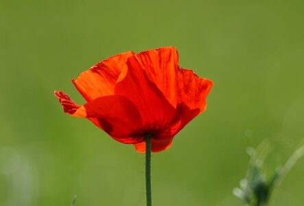 Flanders fields were world war