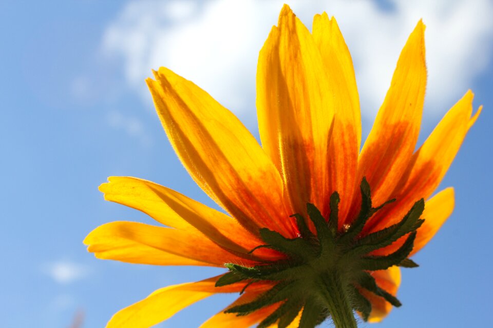 A yellow flower beautiful flower bloom