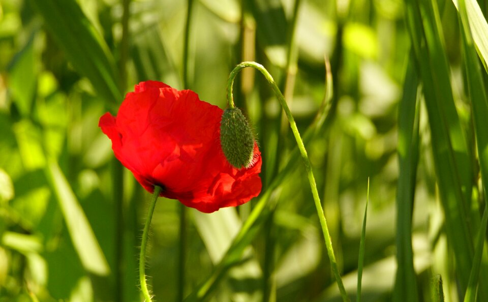 Red flower field flowers world war