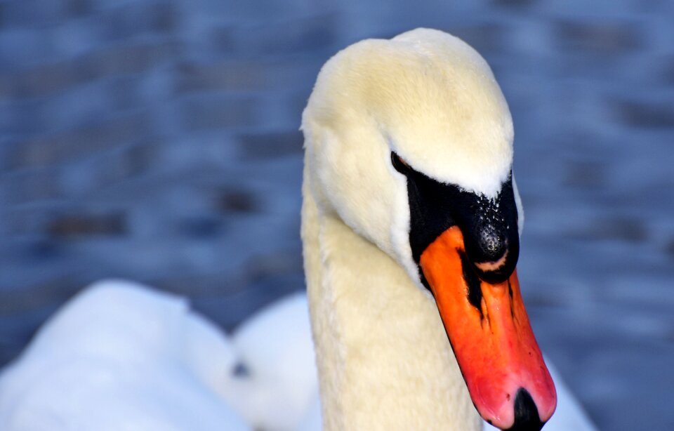 Pride waterfowl bird