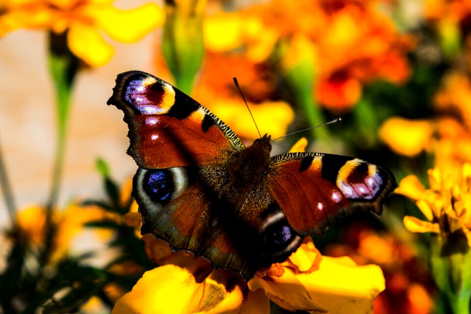 Wings butterfly wings nature