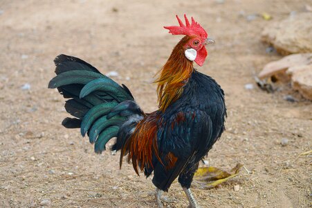 Color colorful domestic fowl