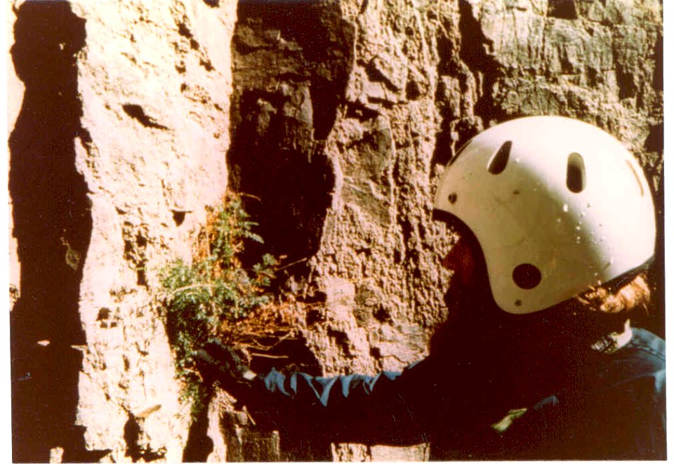 Artemisia packardiae cliffside botanist