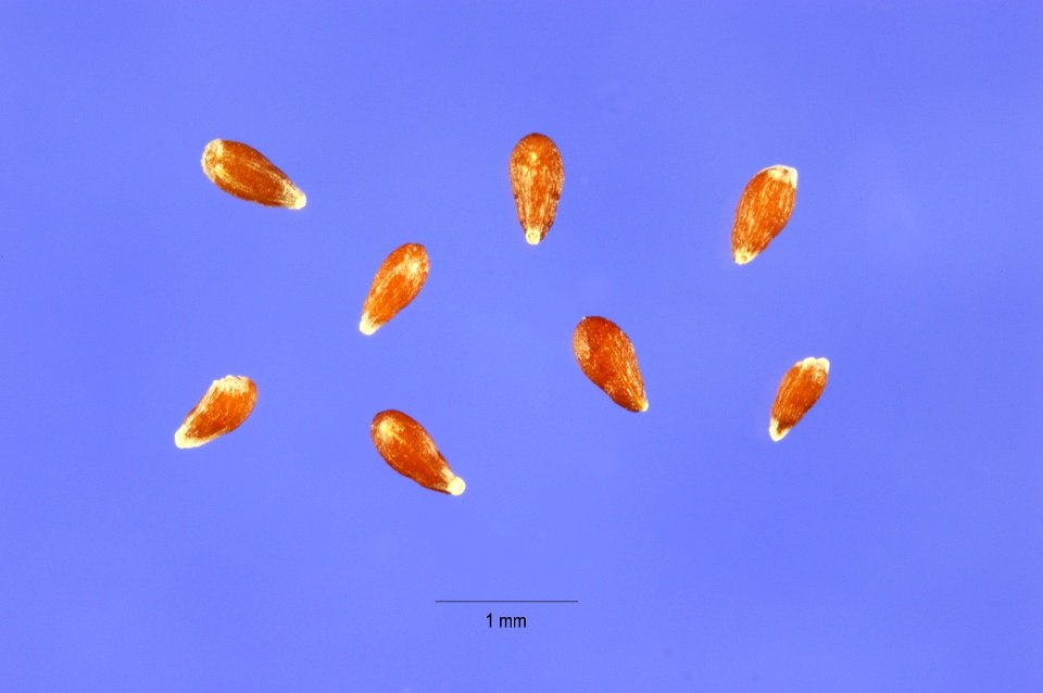 Artemisiafrigida1