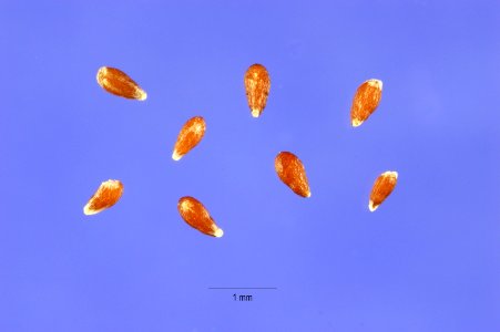 Artemisiafrigida1