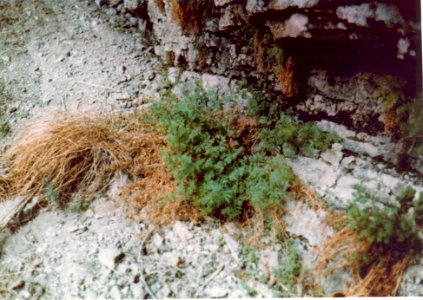 Artemisia packardiae plant five