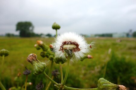Puff ball bud medicinal