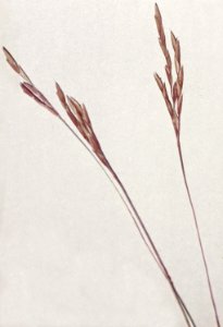 Arthraxon hispidus NRCS-1