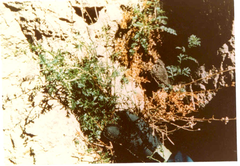 Artemisia packardiae plant four