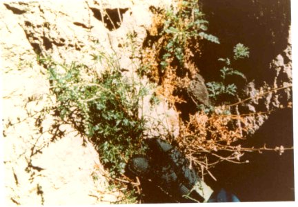 Artemisia packardiae plant four