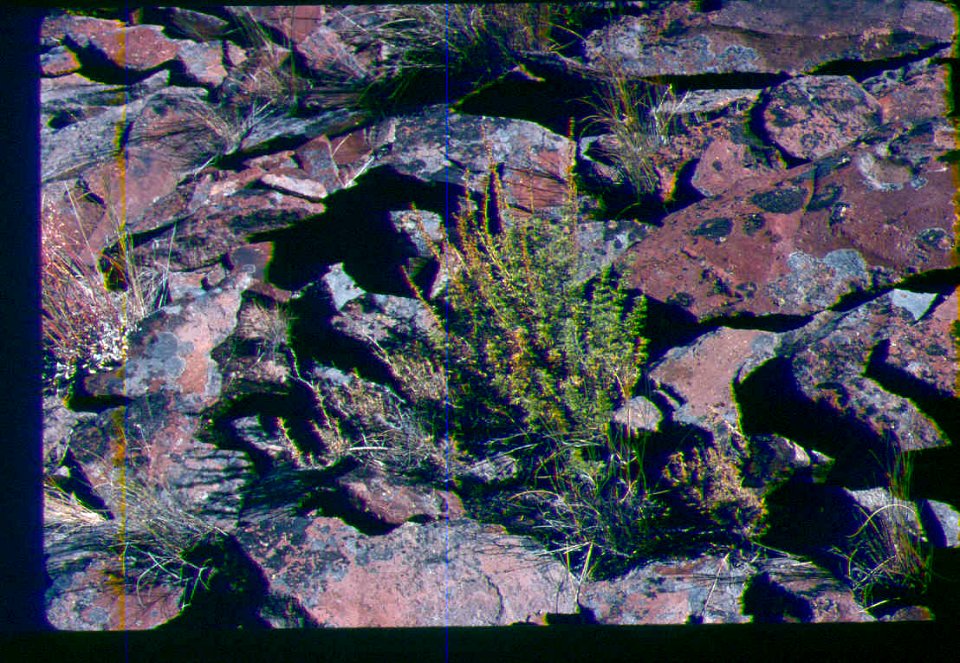 Artemisia packardiae plant three