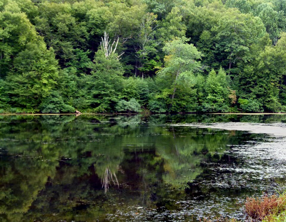 Water nature pond