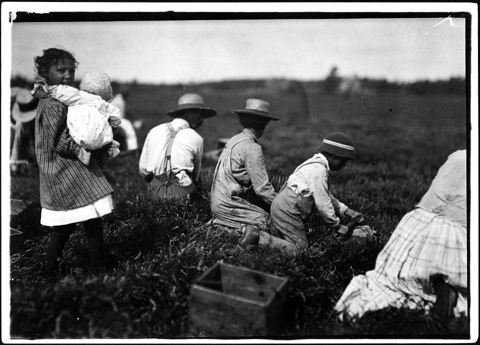 Arthur Fernande, said 8 years old, picking cranberries by hand, and brother Charlie said he was 9 picking with a... - NARA - 523462