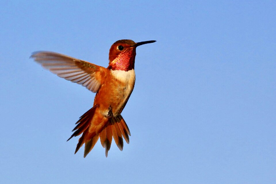 Flying hummingbird hummingbird in flight beak