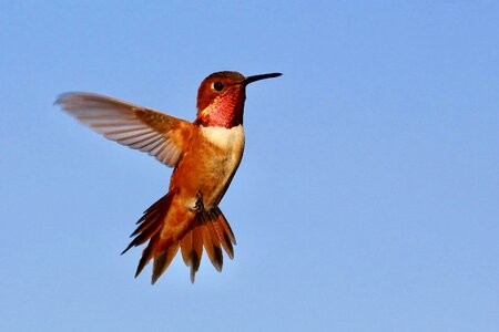 Flying hummingbird hummingbird in flight beak photo